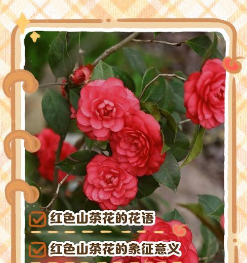 哪些花象征着健康？健康花的花语有哪些？