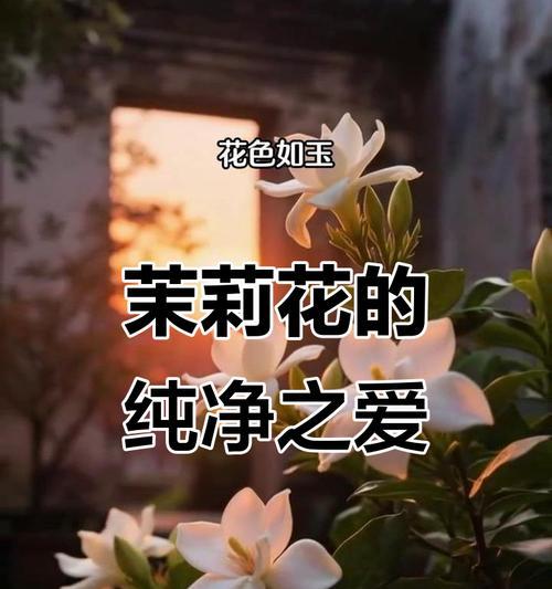 哪些花寓意温柔和纯洁？