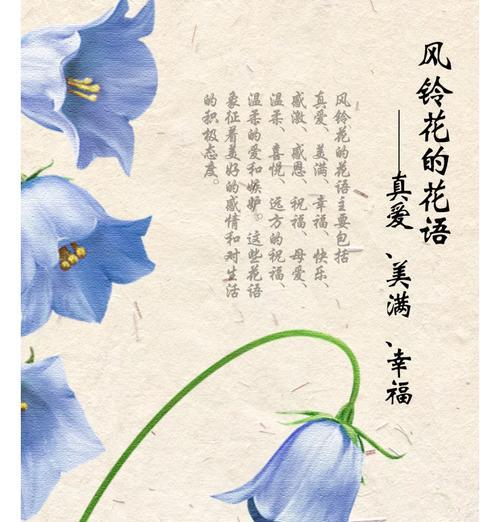 哪些花寓意温柔和纯洁？