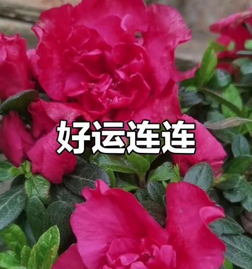 开红色的花通常象征着什么？