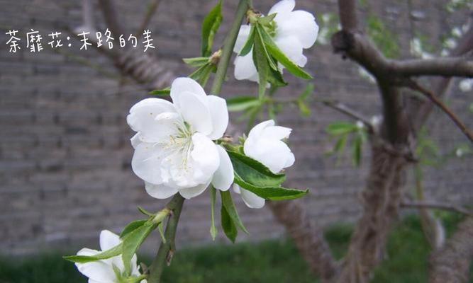 哪种花象征悲伤的爱情？悲伤爱情花语是什么？