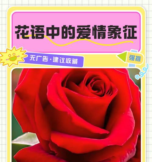 哪种花象征悲伤的爱情？悲伤爱情花语是什么？