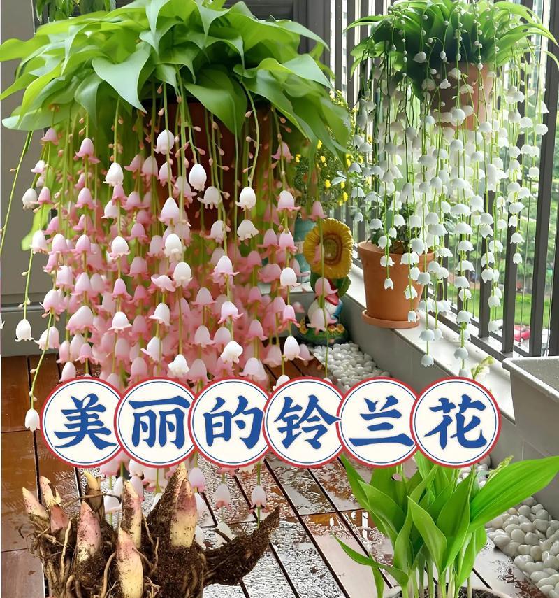 花的颜色如何影响花语和象征意义？