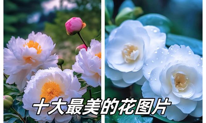 花的颜色中哪些寓意不好？如何避免选择不吉利的花色？