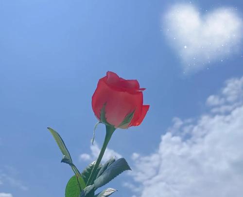 蓝色太阳花代表什么？蓝色太阳花的寓意有哪些？