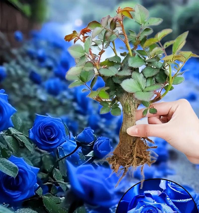玫瑰花蓝色渐变的含义是什么？蓝色玫瑰的花语有哪些？