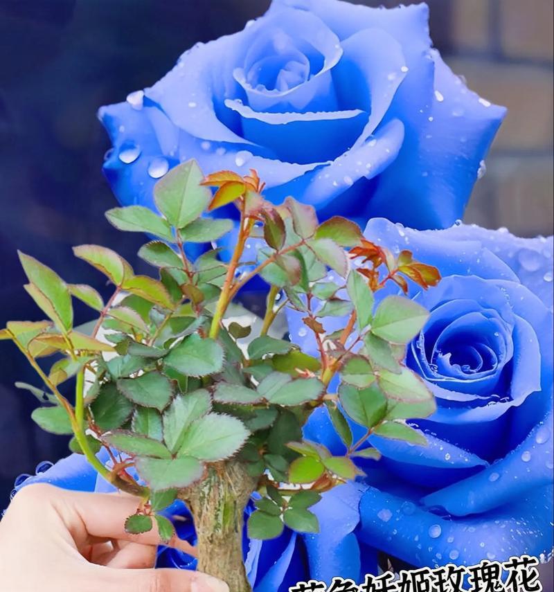 玫瑰花蓝色渐变的含义是什么？蓝色玫瑰的花语有哪些？