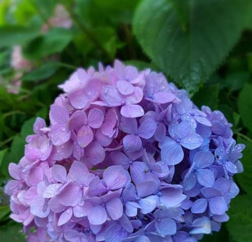 哪些紫色花既好看又有好的寓意？紫色花的寓意是什么？