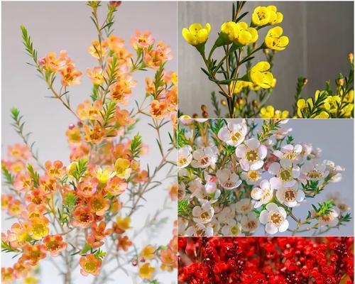 年宵花有哪些种类及其颜色寓意？