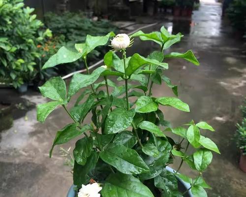 虎头茉莉手捧花寓意何在？送虎头茉莉手捧花有何意义？