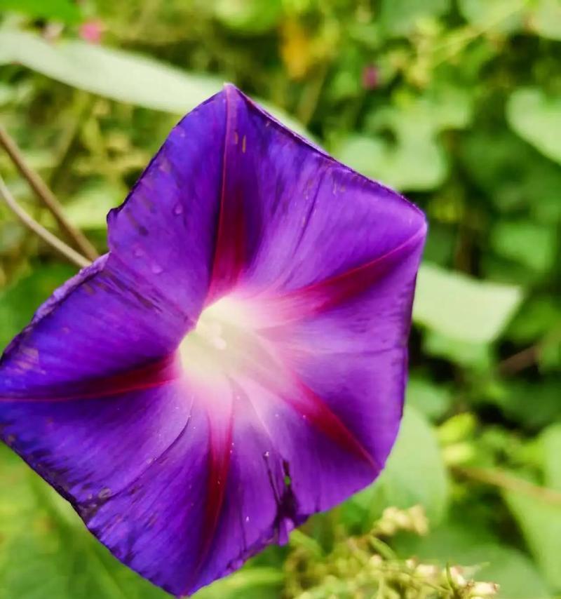 牵牛花作为吉祥物有何寓意？牵牛花的象征意义是什么？
