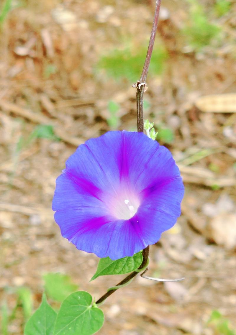 牵牛花作为吉祥物有何寓意？牵牛花的象征意义是什么？
