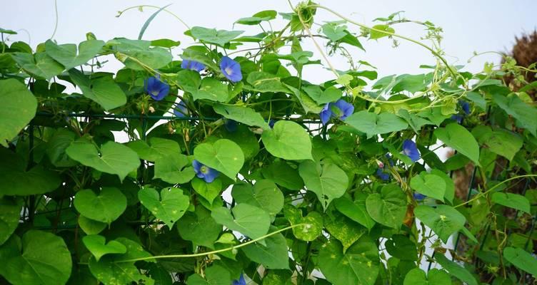 牵牛花作为吉祥物有何寓意？牵牛花的象征意义是什么？