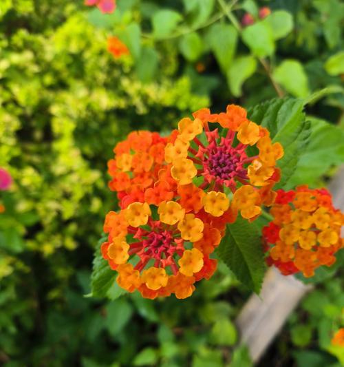 紫色和粉色的花分别代表什么意义？