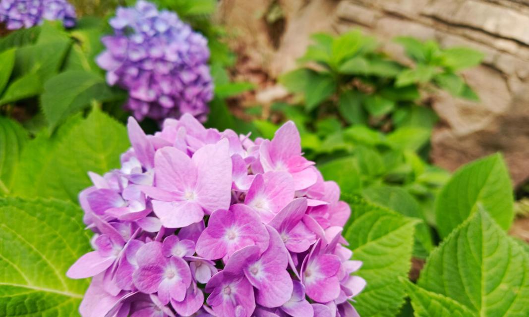 紫色和粉色的花分别代表什么意义？