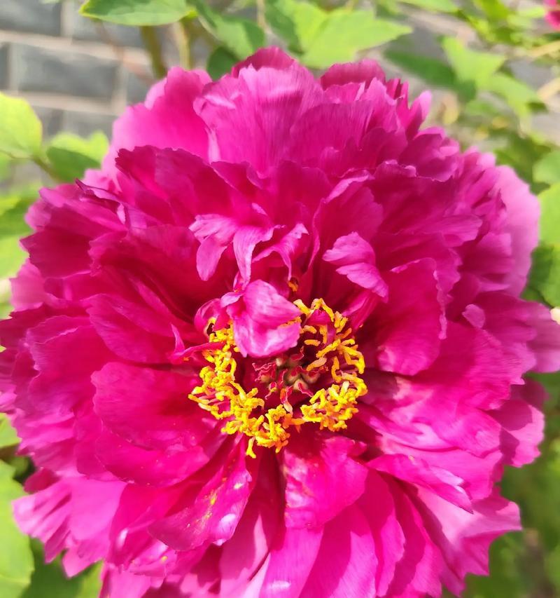 花开富贵代表什么意义？什么花象征富贵？