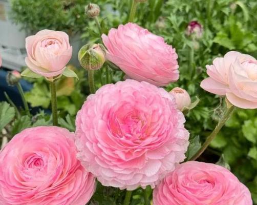 春节适合送什么寓意美好的花？