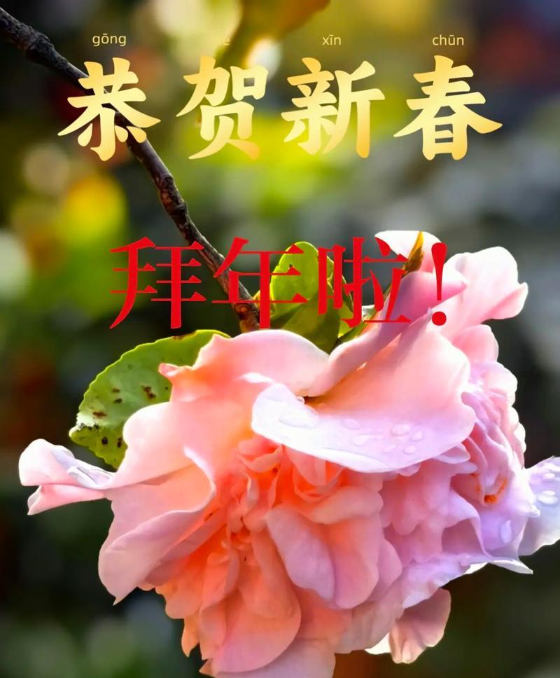 春节适合送什么寓意美好的花？