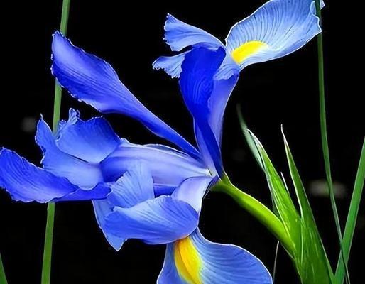 两朵蓝色牵牛花的花语是什么？蓝色牵牛花的寓意有何不同？