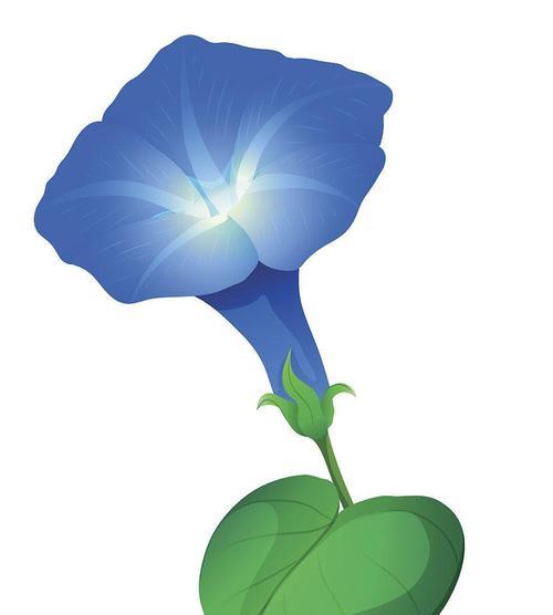 两朵蓝色牵牛花的花语是什么？蓝色牵牛花的寓意有何不同？