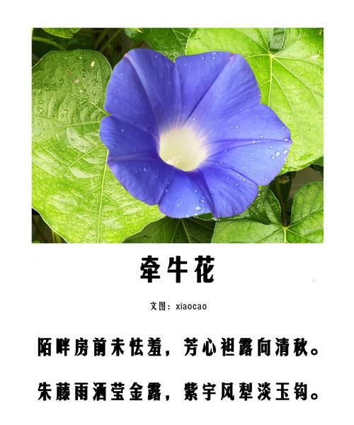 两朵蓝色牵牛花的花语是什么？蓝色牵牛花的寓意有何不同？