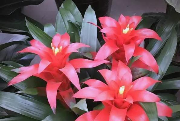 哪种花象征好运？好运寓意的花有哪些？
