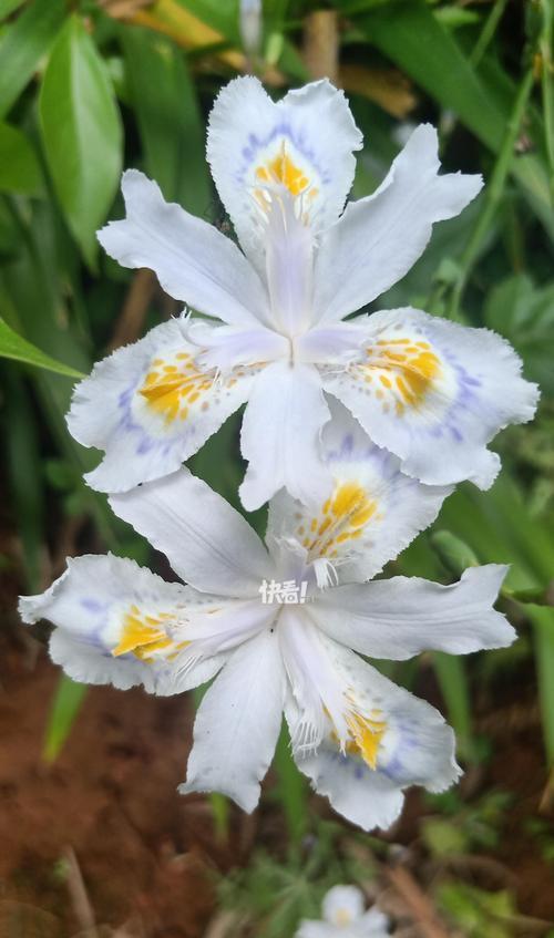 哪种花象征稳定的爱情？