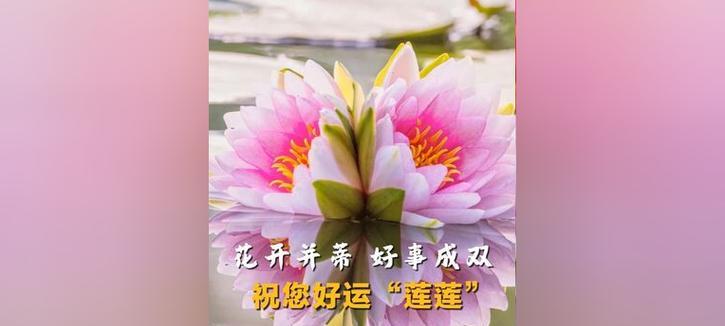哪些花寓意祝你好运？
