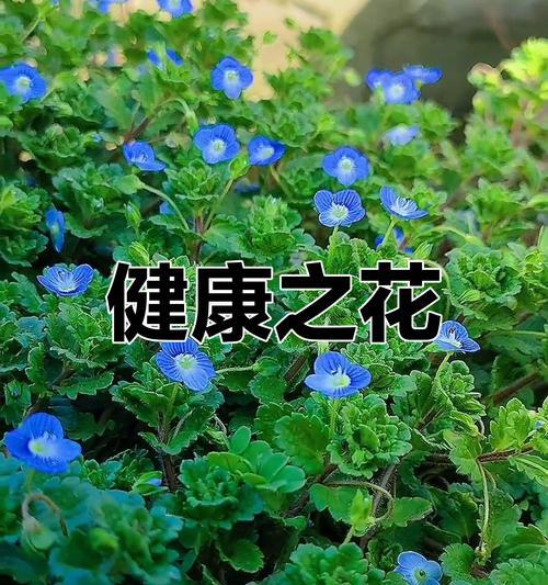 哪种花寓意平安健康和发财？