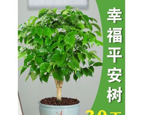 哪种花寓意平安健康和发财？