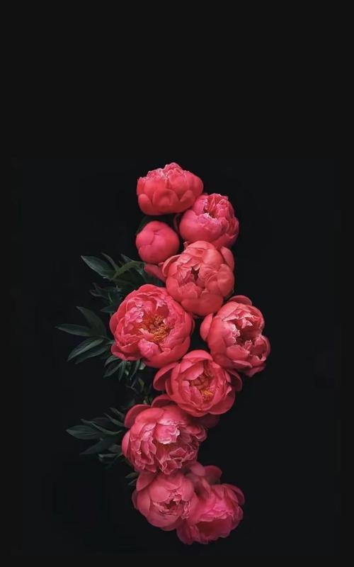 黑色的花代表了什么含义？它象征着什么？