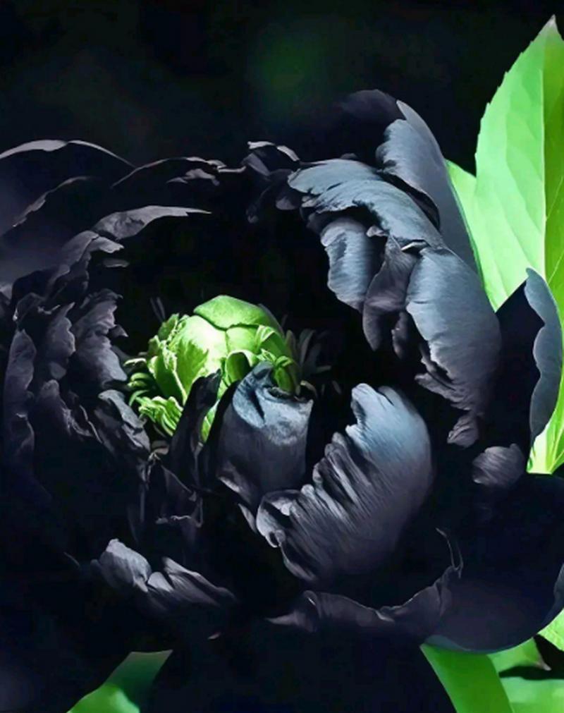 黑色的花代表了什么含义？它象征着什么？