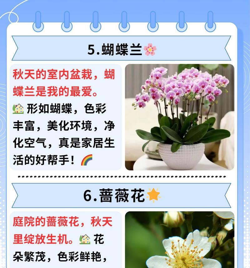 代表健康的花是什么？有哪些花名寓意健康？