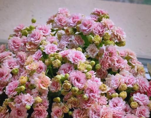 代表健康的花是什么？有哪些花名寓意健康？