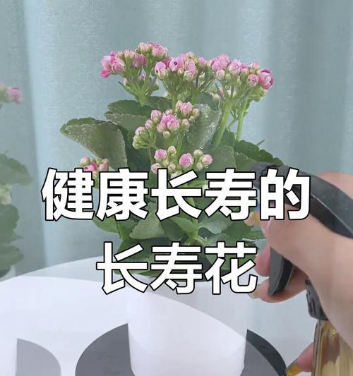 代表健康的花是什么？有哪些花名寓意健康？