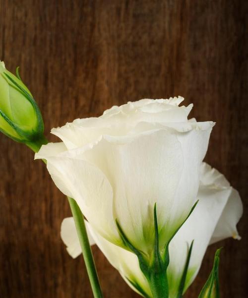 象征纯洁的友谊的白色的花是什么？白色花在友谊中代表什么？