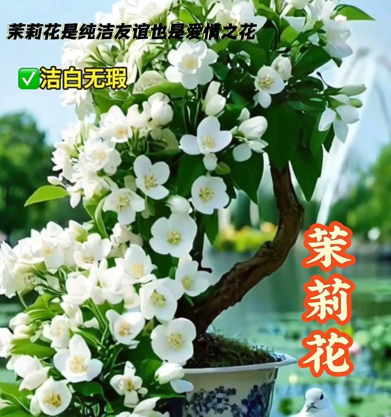 象征纯洁的友谊的白色的花是什么？白色花在友谊中代表什么？