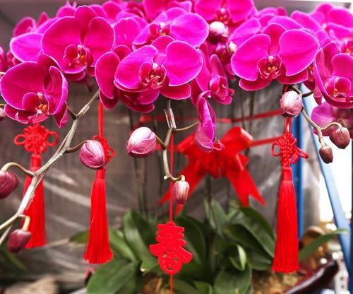 如意花象征着什么？