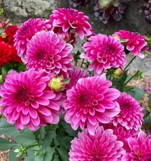 黄色小丽花有何寓意？这种花的花语是什么？