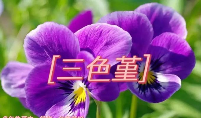 有寓意的粉色花和蝴蝶花？粉色花卉与蝴蝶花的象征意义是什么？
