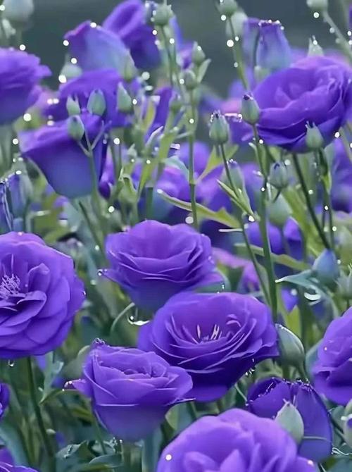 蓝色桔梗花代表什么？花语有何特别之处？