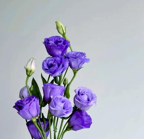 蓝色桔梗花代表什么？花语有何特别之处？