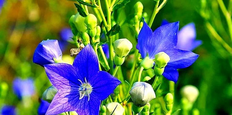 蓝色桔梗花代表什么？花语有何特别之处？
