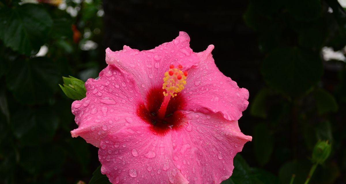粉色芙蓉花寓意和象征有哪些？