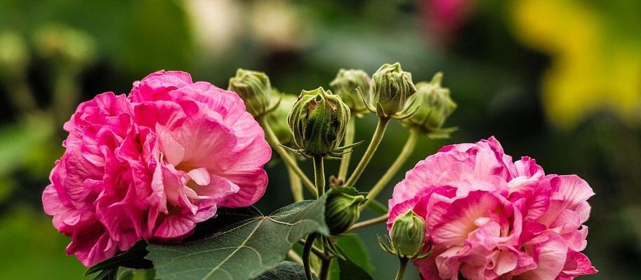 粉色芙蓉花寓意和象征有哪些？
