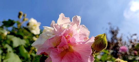 粉色芙蓉花寓意和象征有哪些？