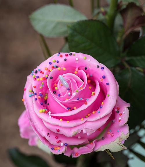 粉色蝴蝶花代表什么？粉色蝴蝶花的含义是什么？