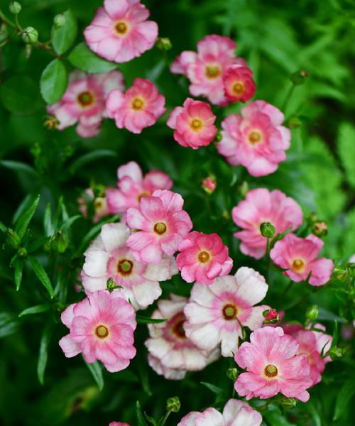 粉色蝴蝶花代表什么？粉色蝴蝶花的含义是什么？