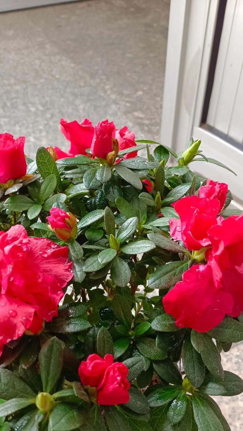 哪些花寓意平安吉祥？