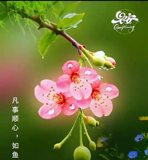 哪些花寓意平安吉祥？